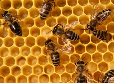Картинка к материалу: «Пчеловоды просят помощи»