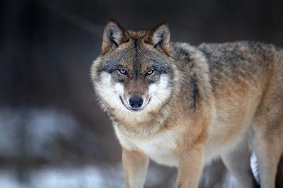 Картинка к материалу: «Весьегонская волчица»
